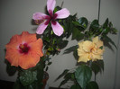 Hibiscus grup