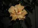 Hibiscus Clasic Yelow