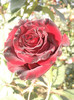 Photo0758