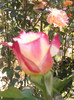 Photo0769