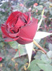 Photo0788