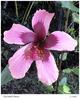 fiji-island-hibiscus-1-