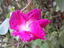 Double Pink Morning Glory (2012, Sep.16)