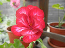 Ivy geranium Lia (2012, Sep.16)