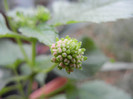 Lantana_Big Sage (2012, Sep.16)