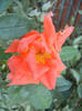 Rose Monica (2012, September 10)
