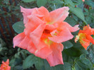 Rose Monica (2012, September 10)