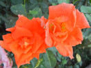 Rose Monica (2012, September 10)