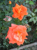Rose Monica (2012, September 10)