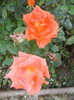 Rose Monica (2012, September 12)
