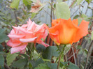 Rose Monica (2012, September 12)