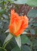 Rose Monica (2012, September 12)