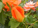 Rose Monica (2012, September 12)