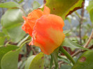 Rose Monica (2012, September 12)