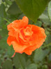 Rose Monica (2012, September 12)