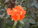 Rose Monica (2012, September 12)