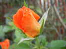Rose Monica (2012, September 12)