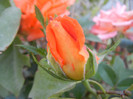 Rose Monica (2012, September 12)