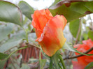 Rose Monica (2012, September 12)