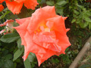 Rose Monica (2012, September 12)