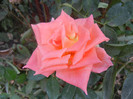 Rose Monica (2012, September 12)