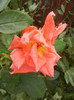 Rose Monica (2012, September 12)