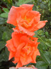 Rose Monica (2012, September 12)
