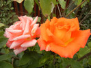 Rose Monica (2012, September 12)