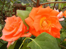 Rose Monica (2012, September 12)