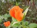 Rose Monica (2012, September 12)