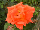 Rose Monica (2012, September 12)