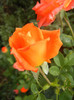 Rose Monica (2012, September 12)