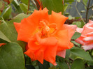 Rose Monica (2012, September 12)