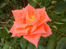 Rose Monica (2012, September 12)