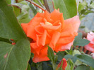 Rose Monica (2012, September 12)