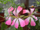 Ivy geranium Bicolor (2012, Sep.14)
