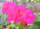 Bright Odette Geranium (2012, Sep.12)