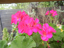 Bright Odette Geranium (2012, Sep.16)