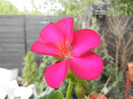 Bright Odette Geranium (2012, Sep.16)