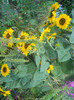 DSCN3389