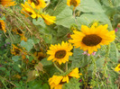 DSCN3390