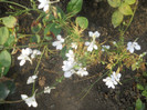 DSCN3407