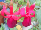 DSCN3419
