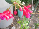 DSCN3421