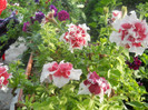 DSCN3423