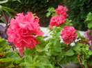 DSCN3425