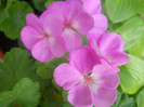 DSCN3430