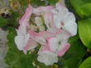 DSCN3433