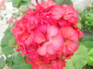 DSCN3434