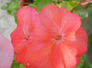 DSCN3435